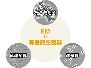 光合成細菌を主体とした、共存共栄する有用な微生物(善玉菌)の集まり